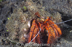 mando,paguro crab nikon d2x 60mm macro by Puddu Massimo 